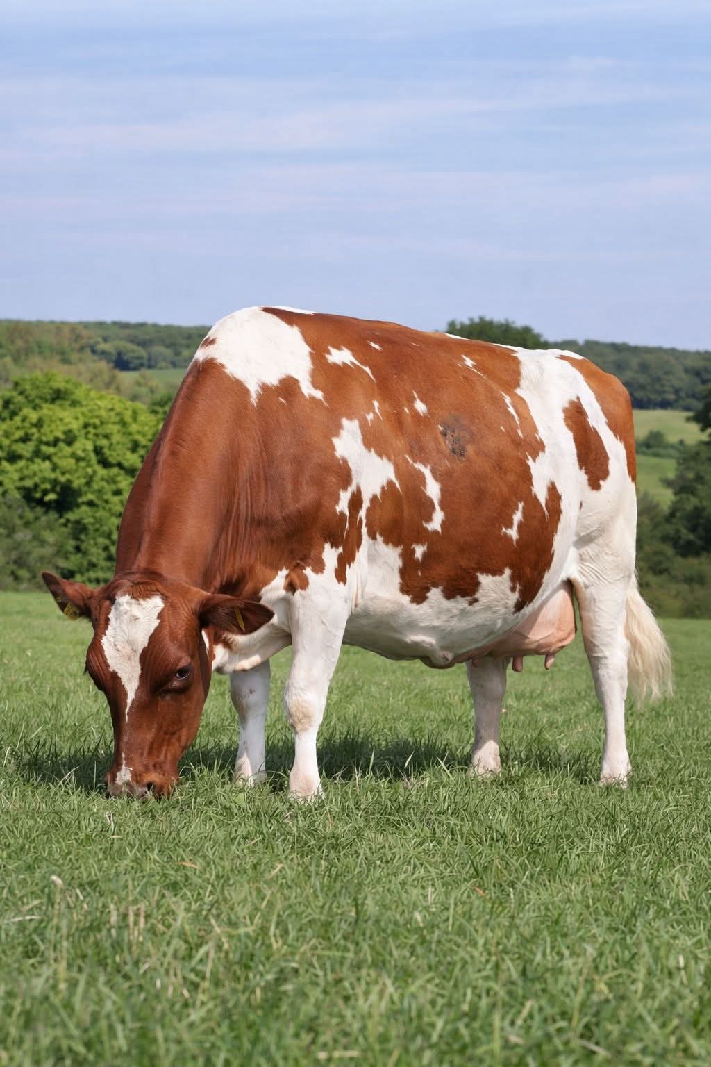 Ayrshire cow at Sosian Ranch
