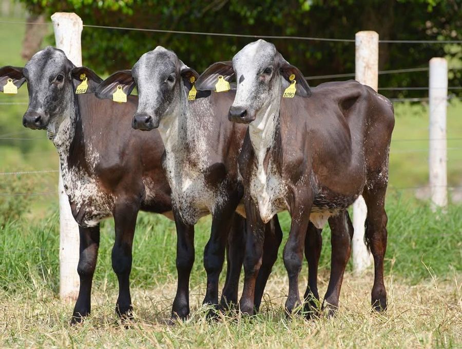 Girolando heifers at Sosian Ranch