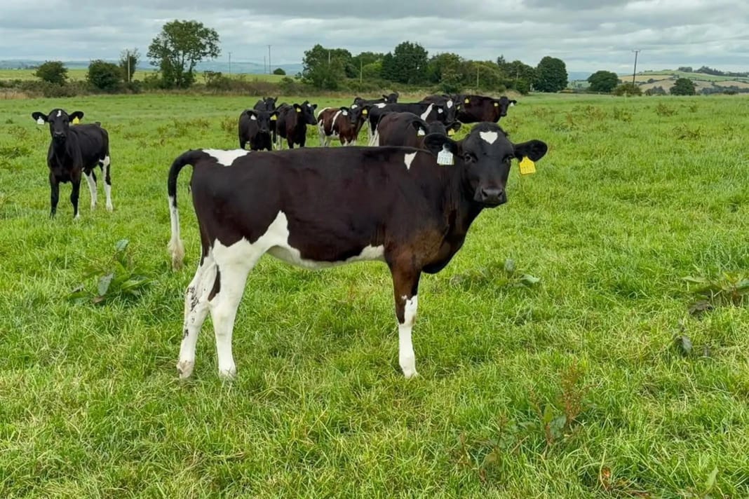 Dairy cows at Sosian Ranch
