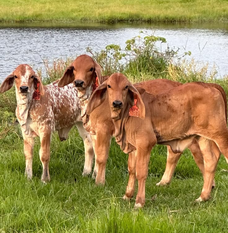 Cattle at Sosian Ranch