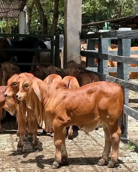 Cattle at Sosian Ranch