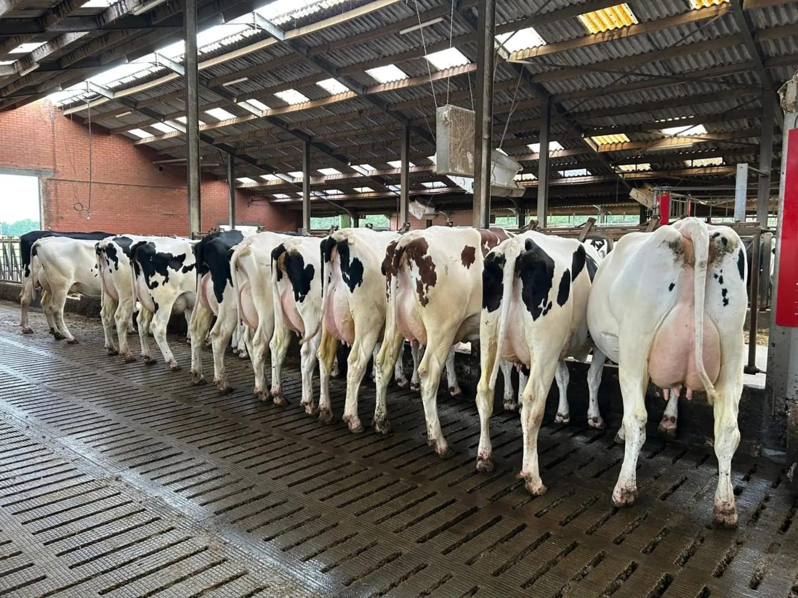 Pedigree dairy cows at Sosian Ranch