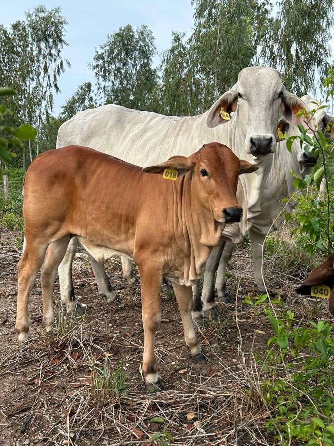 Sahiwal cattle at Sosian Ranch