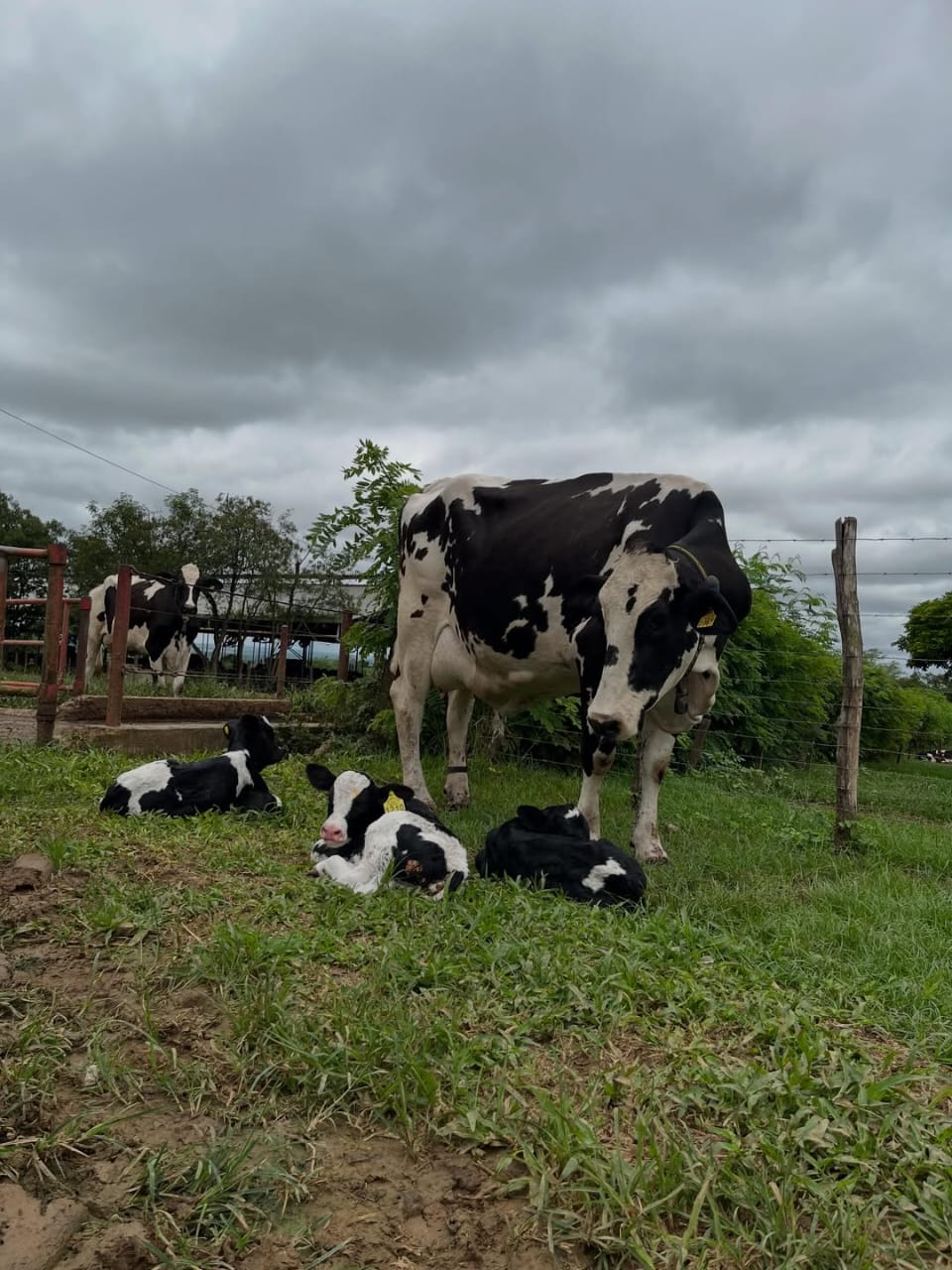 Cattle on Sosian Ranch pasture