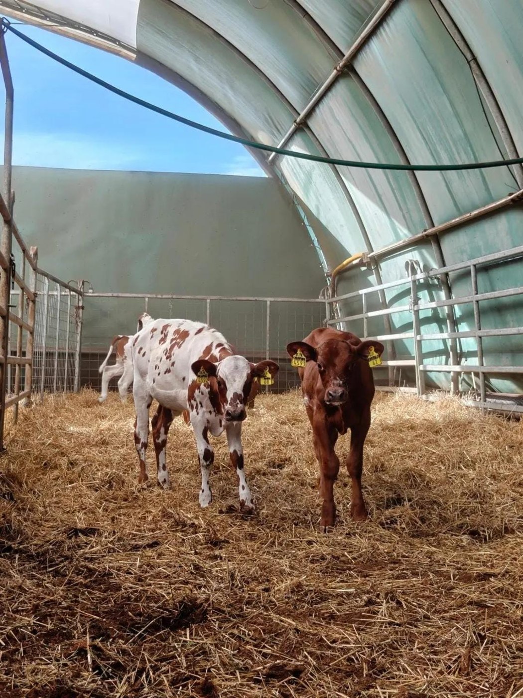 Calves at Sosian Ranch