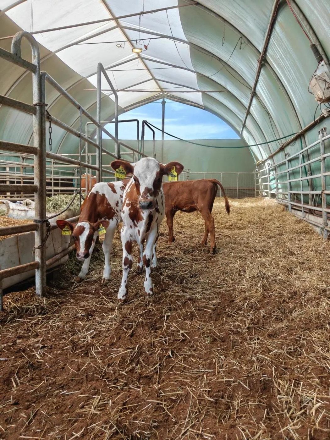 Calves at Sosian Ranch