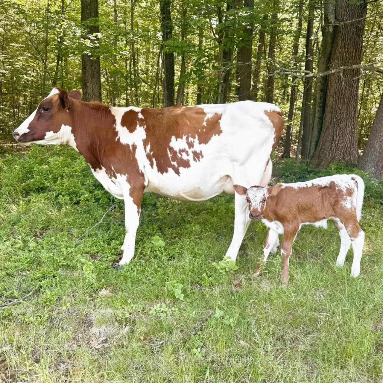 Cow and calf at Sosian Ranch