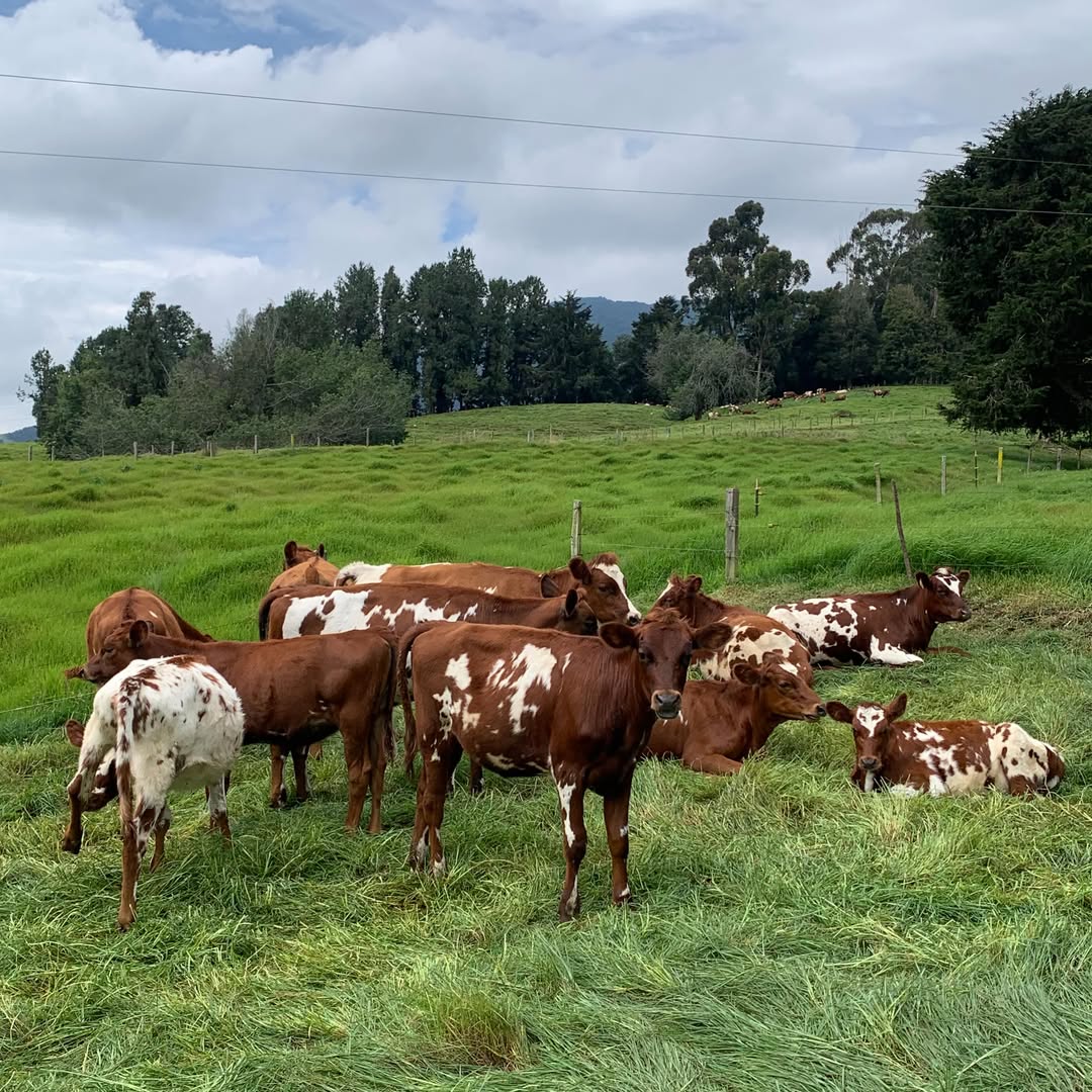 Sosian Ranch cattle herd