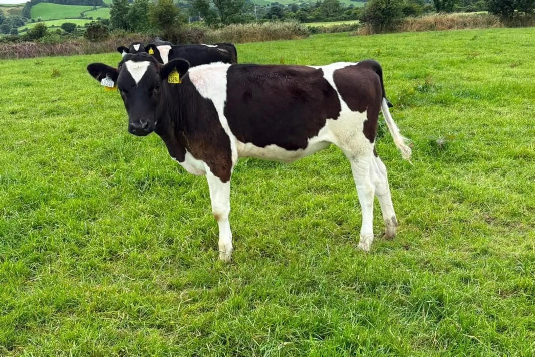 Cow and calf at Sosian Ranch
