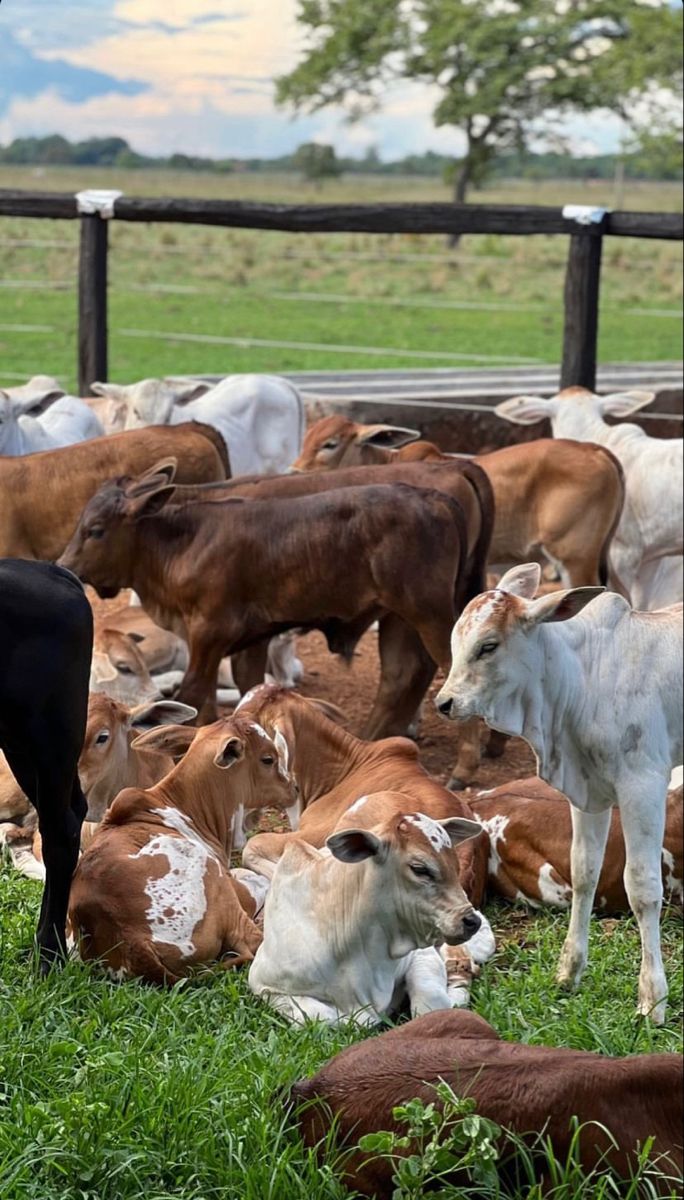 Cattle grazing at Sosian Ranch