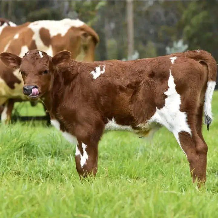 Calf at Sosian Ranch