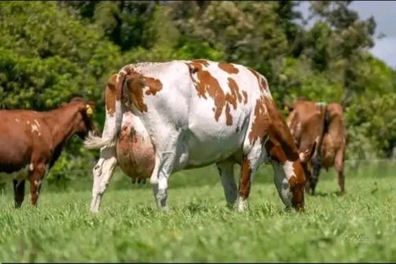 Cow grazing at Sosian Ranch