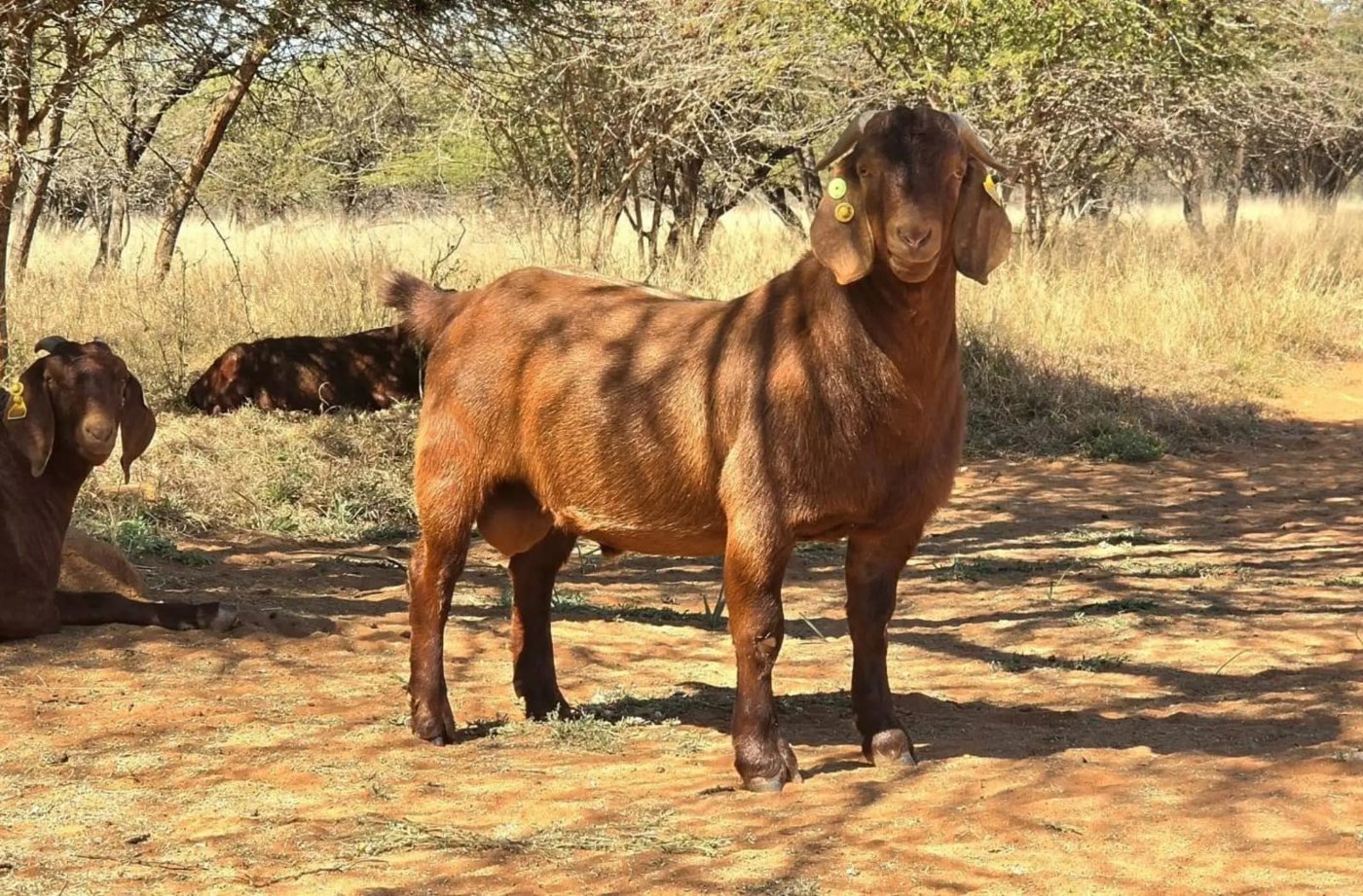 Red Kalahari goat at Sosian Ranch