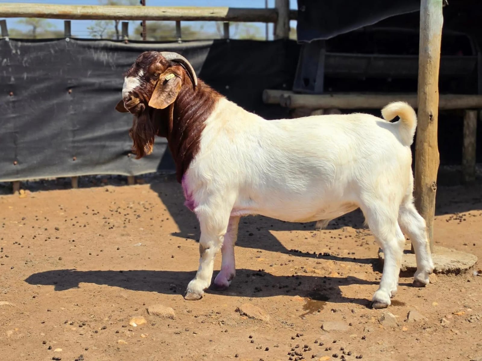 Boer goats at Sosian Ranch