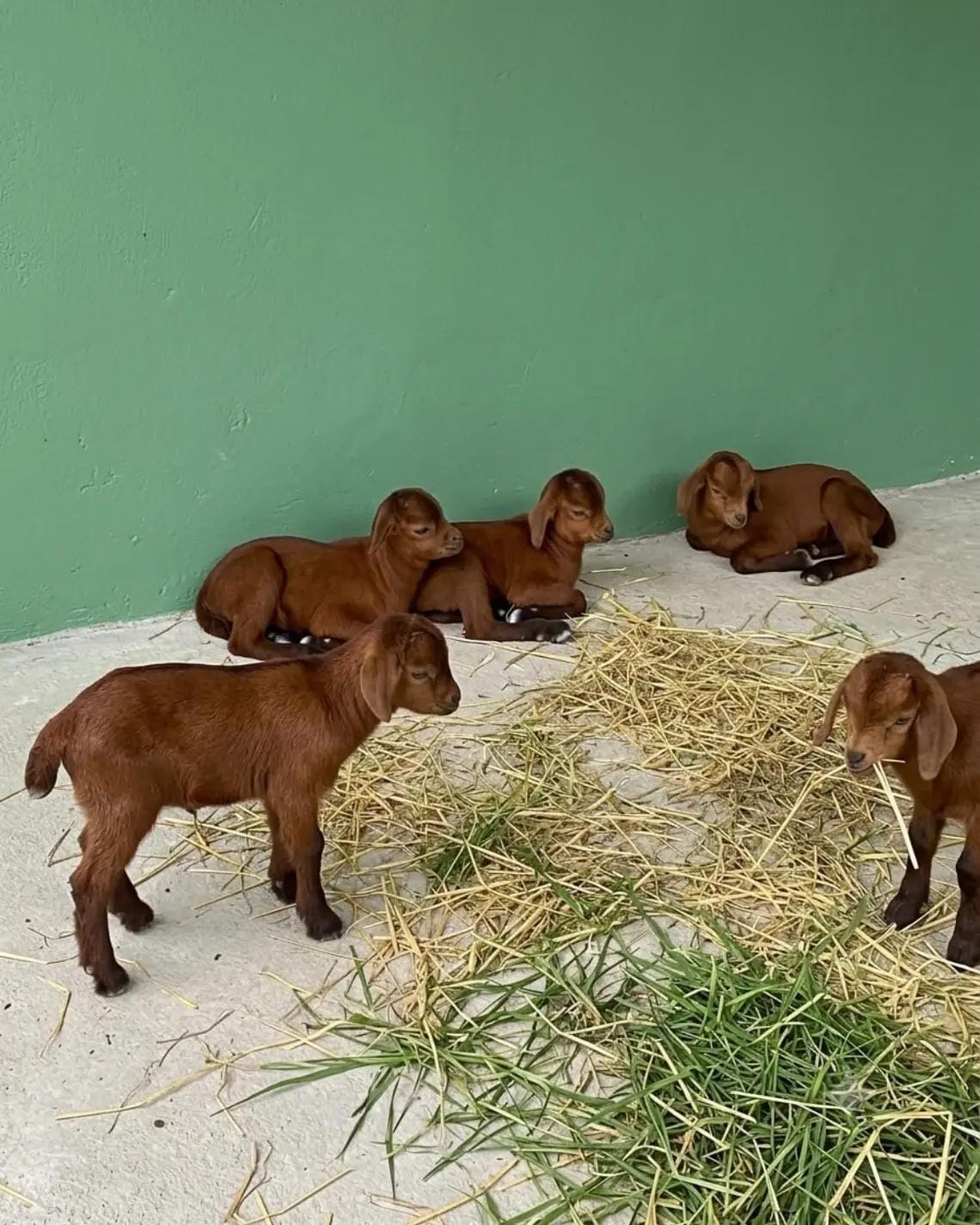 Red Kalahari goats at Sosian Ranch