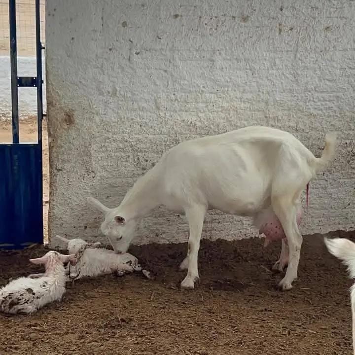 Goat at Sosian Ranch