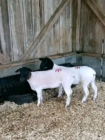 Sheep at Sosian Ranch