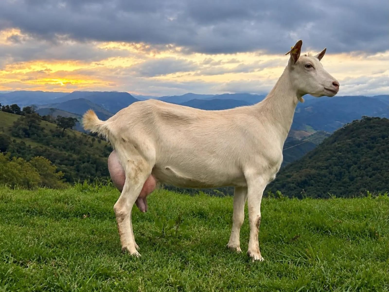 Saanen dairy goats at Sosian Ranch