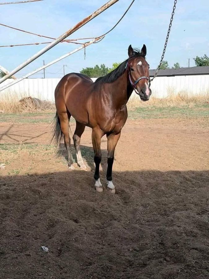 Horse at Sosian Ranch