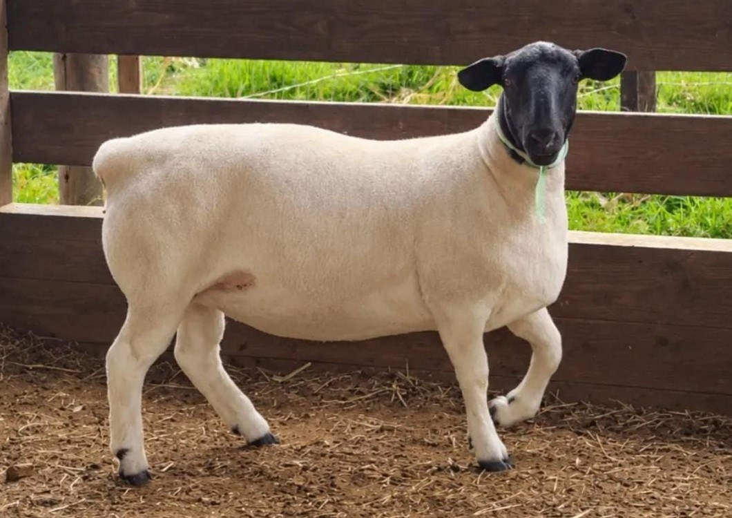 Doper sheep at Sosian Ranch