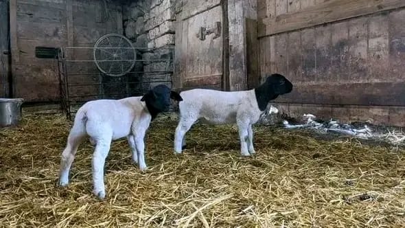 Doper sheep at Sosian Ranch